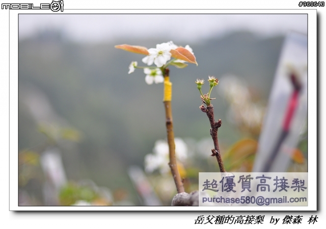 開包文_用心呵護的高接梨