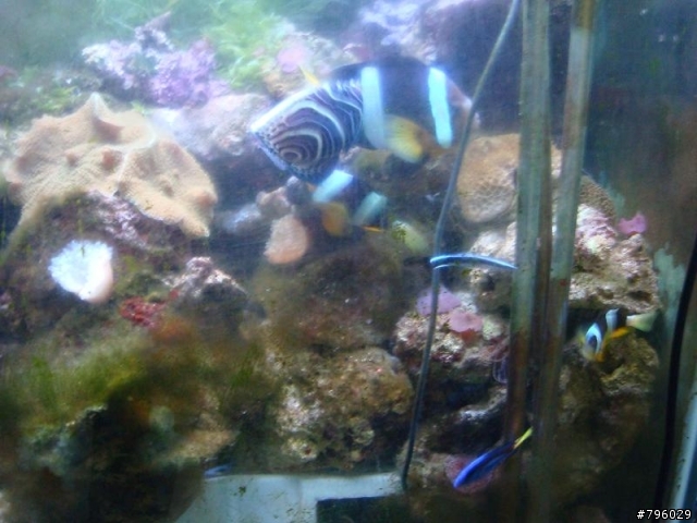 【分享】熱帶魚..鸚鵡..兔子