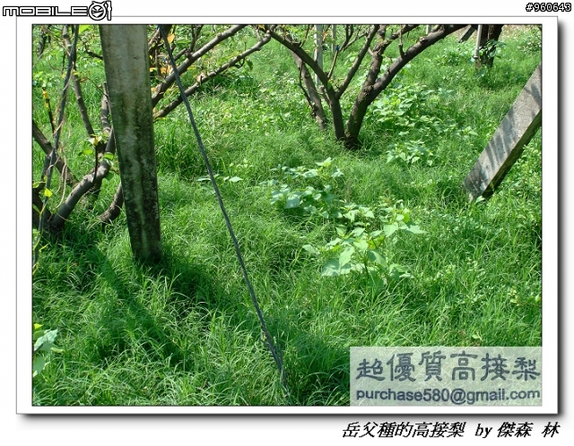 開包文_用心呵護的高接梨