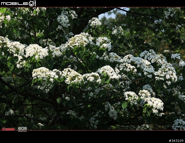 Canon 遇見油桐花