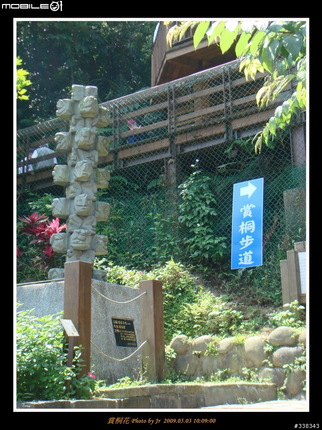 [照片] 980503 三月瘋馬祖，五月賞桐花 (圖多)