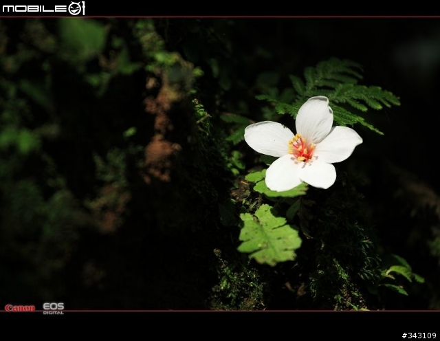 Canon 遇見油桐花