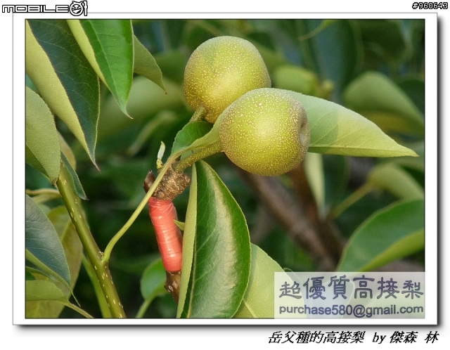 開包文_用心呵護的高接梨