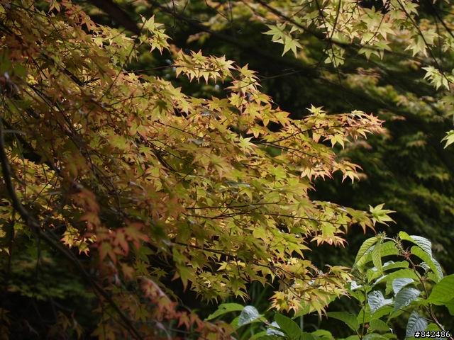 新竹五峰鄉一日遊--觀霧、雪霸休閒農場、清泉