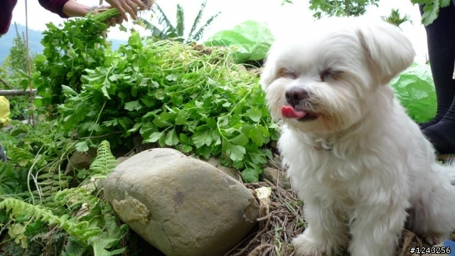 協尋愛犬--瑪爾濟斯, 在台中縣潭子走失