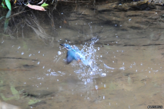[分享]Nikon 真鳥 假鳥 鐵鳥 粉鳥貼圖區