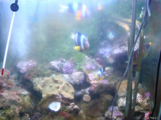 【分享】熱帶魚..鸚鵡..兔子