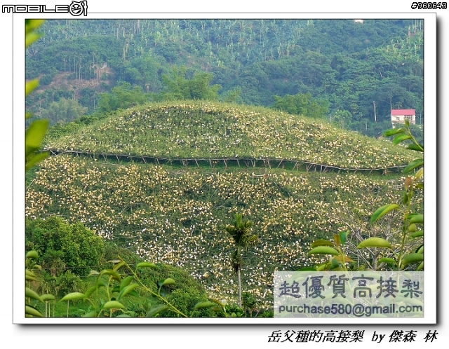 開包文_用心呵護的高接梨