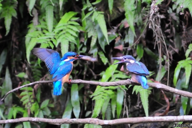 [分享]Nikon 真鳥 假鳥 鐵鳥 粉鳥貼圖區