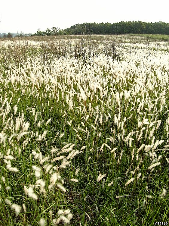 桐 & 芒 的後花園 _904sh & H11t