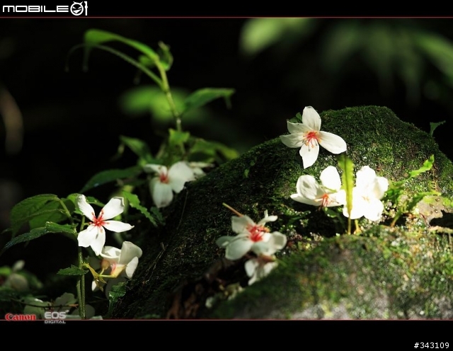 Canon 遇見油桐花