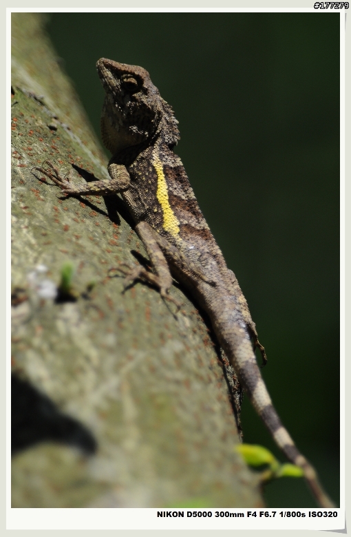 Nikon D5000 試拍