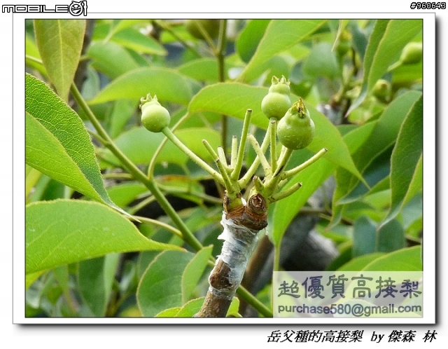 開包文_用心呵護的高接梨