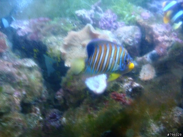 【分享】熱帶魚..鸚鵡..兔子