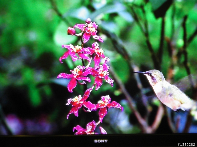Sony KDL-52w4100 開箱文(新手上路!!!)