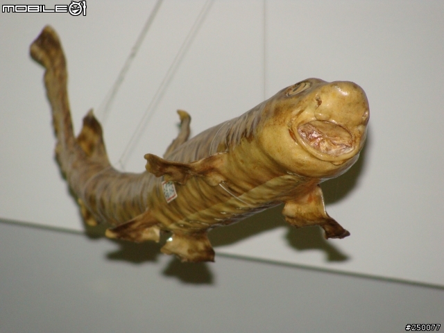 這算是藝品嗎?我的鯊魚標本收藏