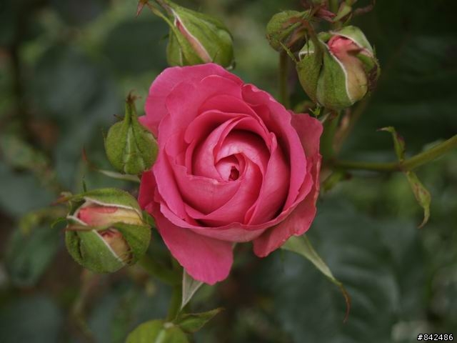 新竹五峰鄉一日遊--觀霧、雪霸休閒農場、清泉