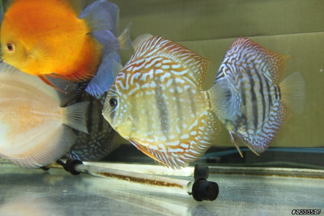 關於500D拍攝水族箱中魚的問題