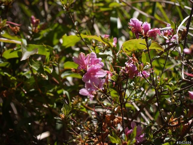 新竹五峰鄉一日遊--觀霧、雪霸休閒農場、清泉