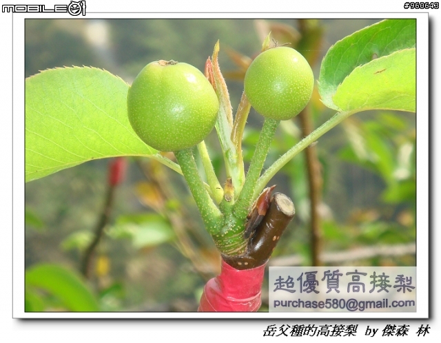 開包文_用心呵護的高接梨