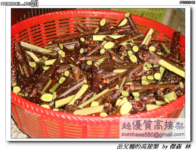 開包文_用心呵護的高接梨