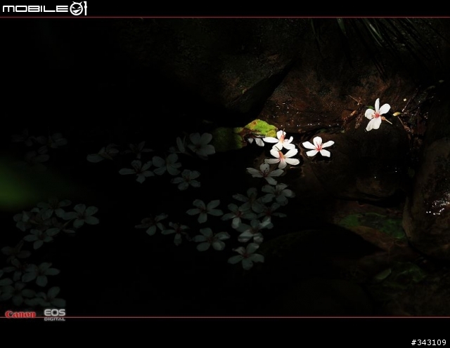 Canon 遇見油桐花