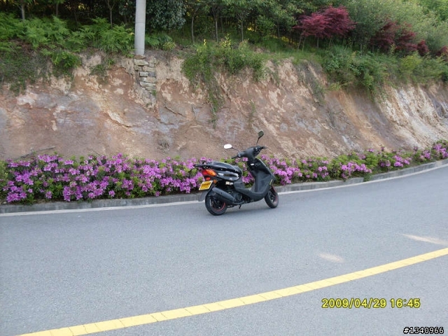 四明山4月的红枫