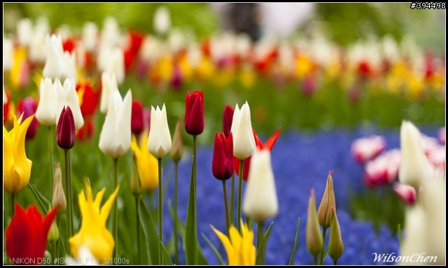 荷蘭 Keukenhof 花園