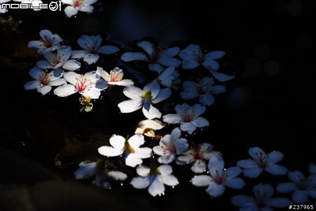 [分享]石碇油桐花