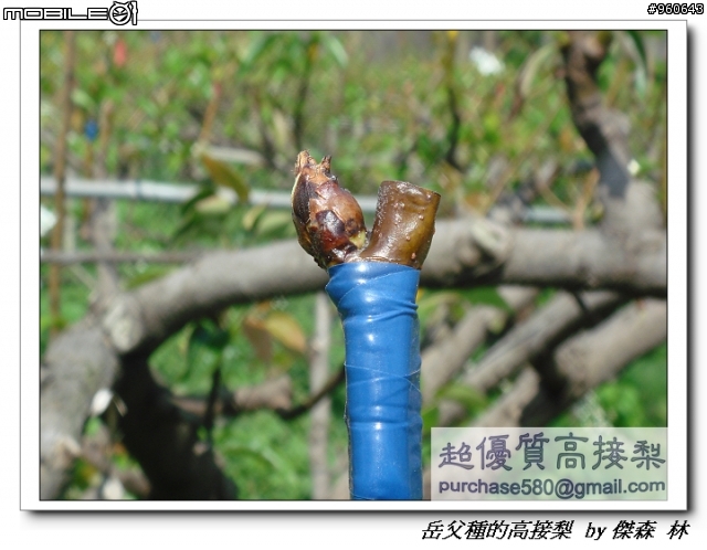 開包文_用心呵護的高接梨