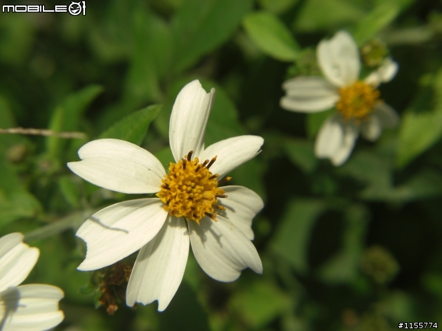 CASIO EX-Z1200 蓋大樓