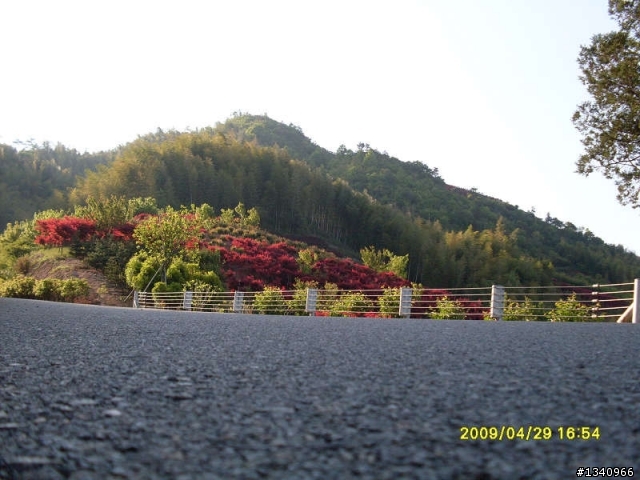 四明山4月的红枫