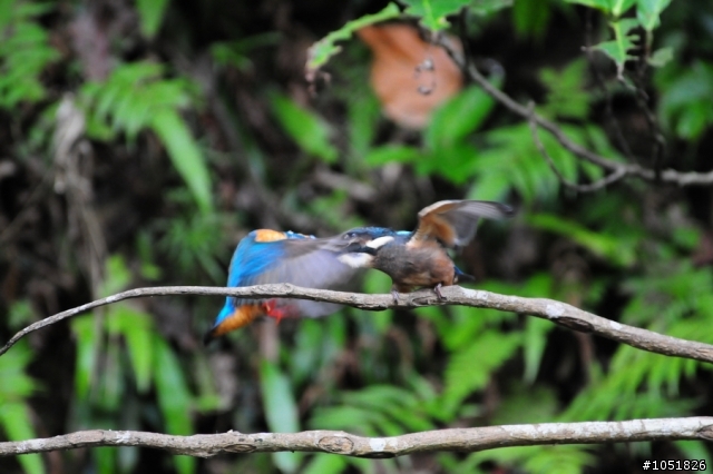 [分享]Nikon 真鳥 假鳥 鐵鳥 粉鳥貼圖區