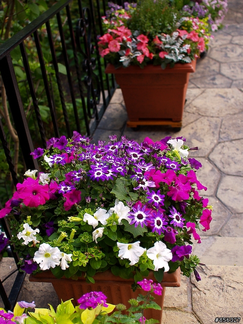 E1 PL25mm 芝加哥五月鄰居花園隨拍