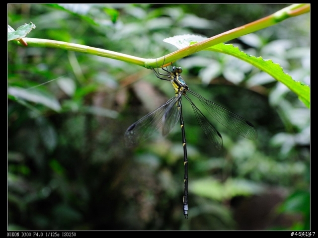 ZF 25mm/2.8 初體驗