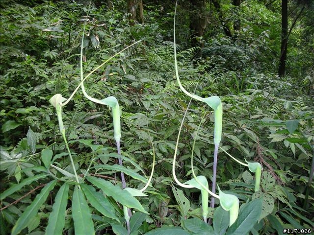 熊空越嶺紅河谷