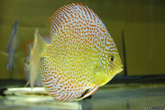 關於500D拍攝水族箱中魚的問題