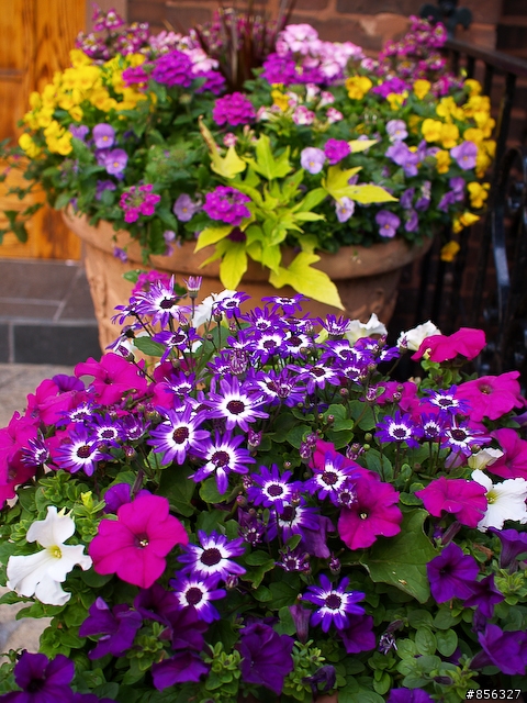 E1 PL25mm 芝加哥五月鄰居花園隨拍