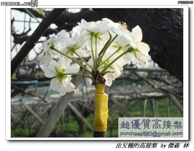 開包文_用心呵護的高接梨
