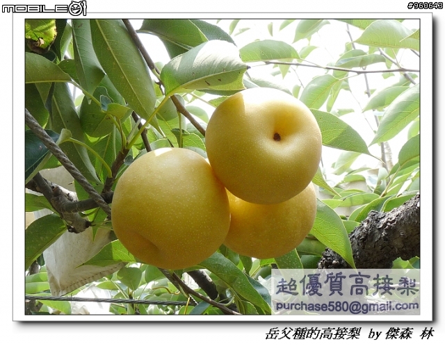開包文_用心呵護的高接梨