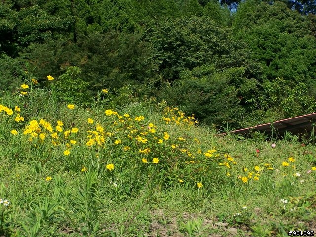 新竹縣五個山地部落 ( 和平~羅山~花園~天湖~梅花 ) 雙越嶺