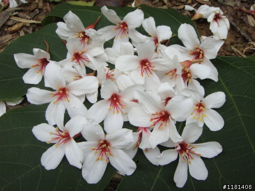 大家來分享一下騎愛車賞桐花的路徑和照片吧!