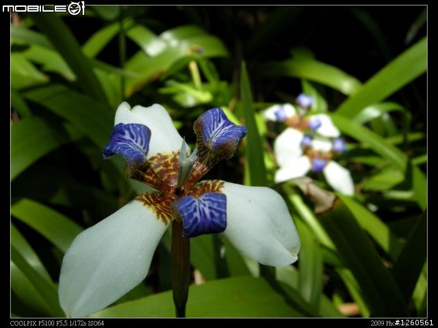 Nikon Coolpix P5100 新手試拍