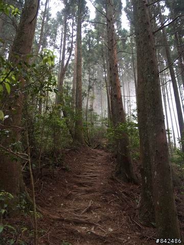 新竹五峰鄉一日遊--觀霧、雪霸休閒農場、清泉