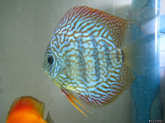 關於500D拍攝水族箱中魚的問題
