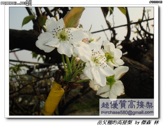 開包文_用心呵護的高接梨