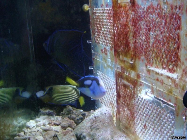 【分享】熱帶魚..鸚鵡..兔子