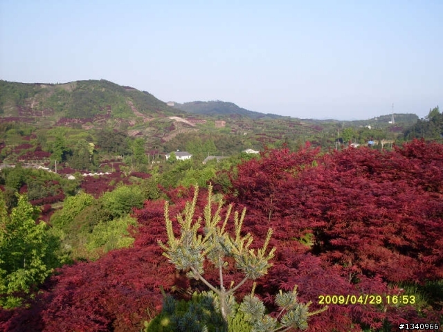 四明山4月的红枫