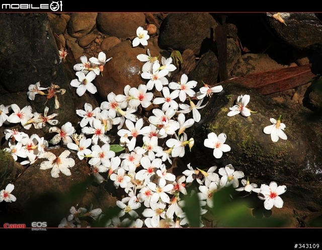 Canon 遇見油桐花
