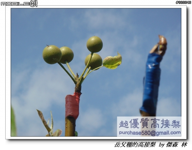 開包文_用心呵護的高接梨